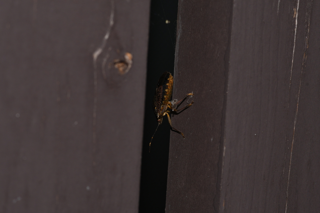 Brown Marmorated Stink Bug from Wild bird forest, Matsugasaki Maruko ...