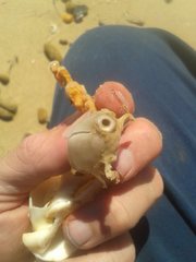 Cancellothyris hedleyi