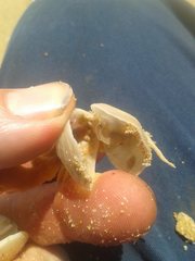 Cancellothyris hedleyi