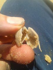 Cancellothyris hedleyi