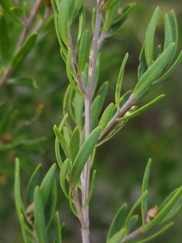 Image of Leptospermum polygalifolium by (c) Tony van Kampen, some rights reserved (CC BY)