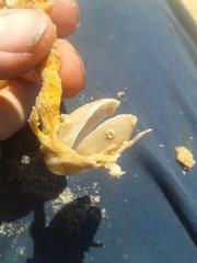 Cancellothyris hedleyi