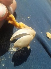 Cancellothyris hedleyi