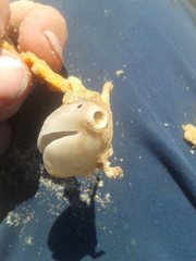 Cancellothyris hedleyi