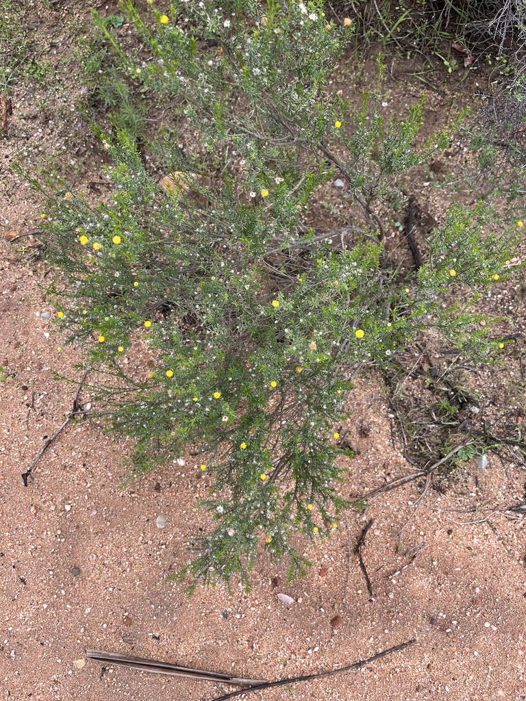 Chrysocoma ciliata, Cederberg Rural, Citrusdal, WC, ZA, by oxelman