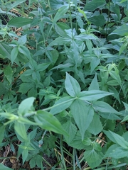 Silene stellata
