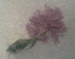 Metagoniolithon chara