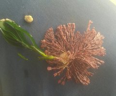 Metagoniolithon chara