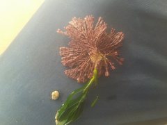 Metagoniolithon chara