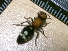 Ronisia brutia