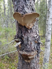 Phellinus abietis