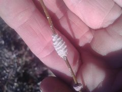 Densipora corrugata