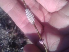 Densipora corrugata