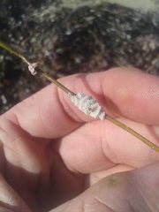 Densipora corrugata