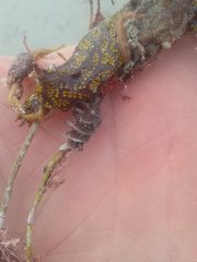 Densipora corrugata