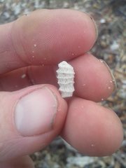 Densipora corrugata