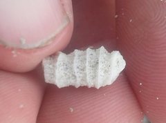 Densipora corrugata