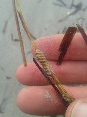 Densipora corrugata