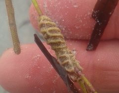 Densipora corrugata