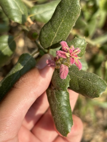 iNaturalist observation photo of coast live oak