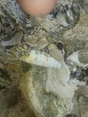 Rhinoclavis bituberculata