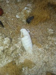 Rhinoclavis bituberculata