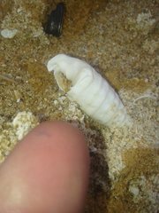 Rhinoclavis bituberculata