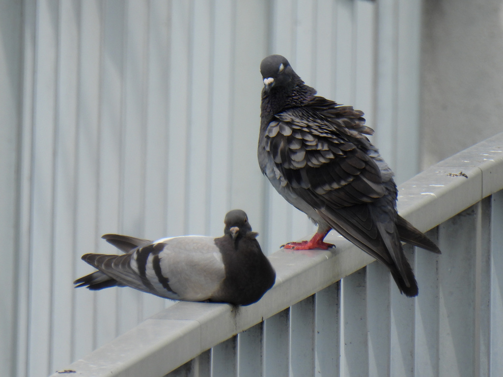 Feral Pigeon from Takatsu Ward, Kawasaki, Kanagawa, Japan on July 13 ...