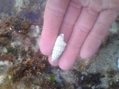 Rhinoclavis bituberculata