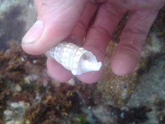 Rhinoclavis bituberculata