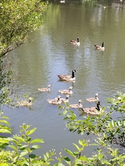 Branta canadensis