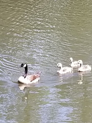Branta canadensis