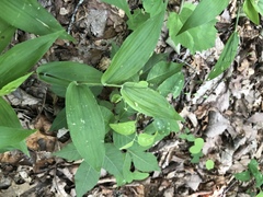 Dichanthelium latifolium