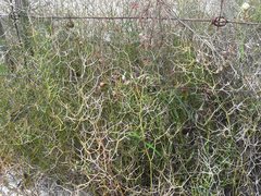 Corynotheca micrantha