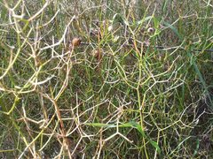Corynotheca micrantha