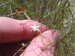 Corynotheca micrantha