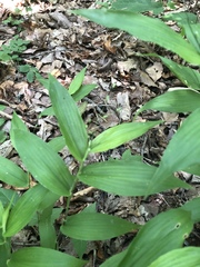 Dichanthelium latifolium