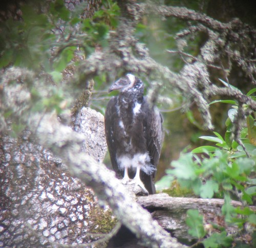 Cathartes aura