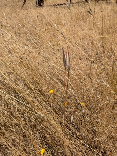 Mariposa Lily (Yellow) winter