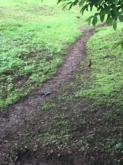 Turdus grayi