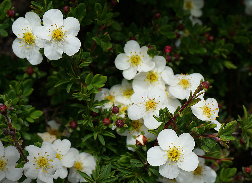 Dasiphora glabra