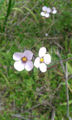 Diplopeltis huegelii