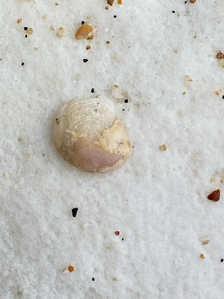 Bostrycapulus calyptraeiformis