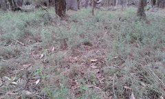 Opercularia hispidula