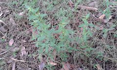 Opercularia hispidula