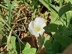 Convolvulus arvensis