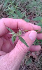 Opercularia hispidula