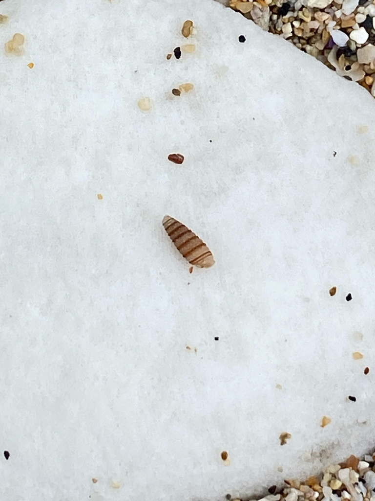 Mastonia cingulifera