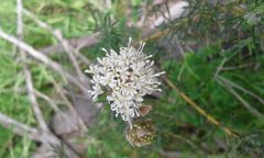 Grevillea crithmifolia