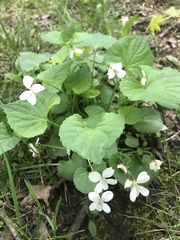 Viola sororia